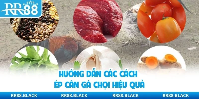 Hướng dẫn các cách ép cân gà chọi hiệu quả