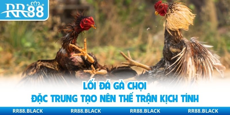 Lối Đá Gà Chọi Đặc Trưng Tạo Nên Thế Trận Kịch Tính