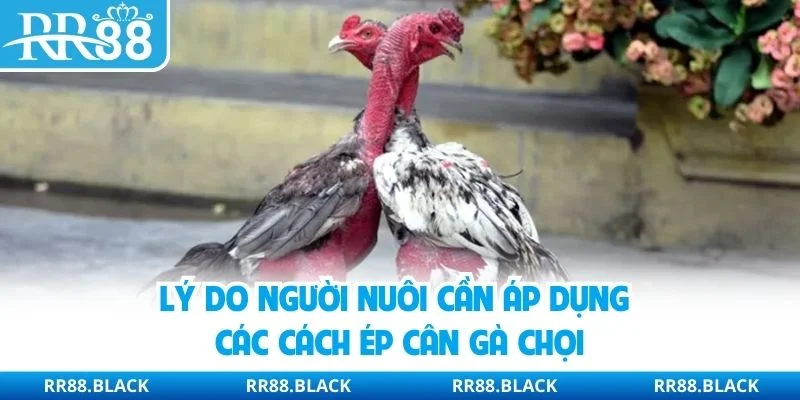 Lý do người nuôi cần áp dụng các cách ép cân gà chọi
