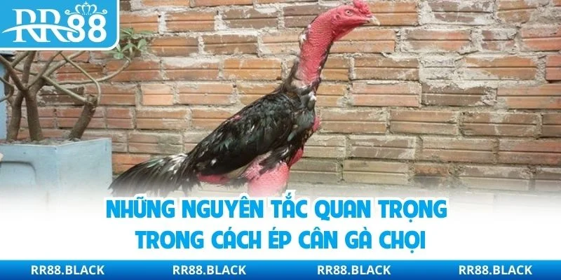 Những nguyên tắc quan trọng trong cách ép cân gà chọi